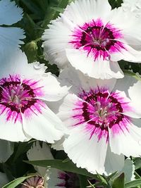 High angle view of pink flower