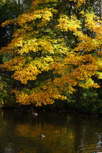 Scenic view of lake against trees