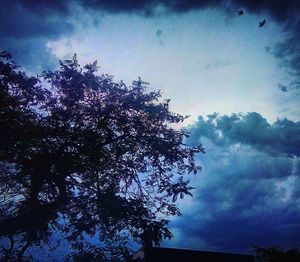 Low angle view of trees against sky