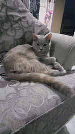 Portrait of cat resting on tiled floor
