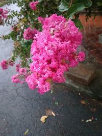 Close-up of pink flowers