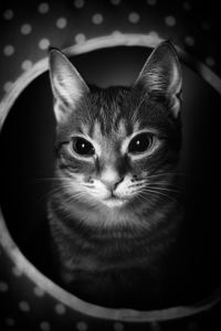 Close-up portrait of cat