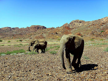 Elephants on field against clear sky