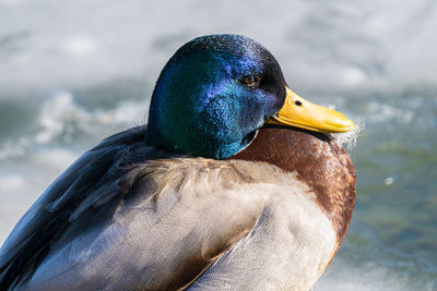 Close-up of a bird