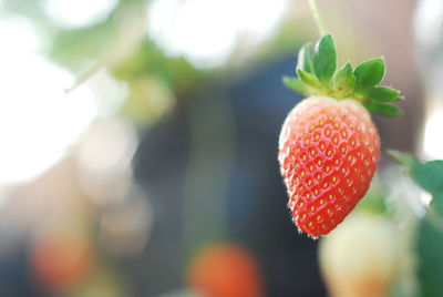 Close-up of strawberry growing on plant
