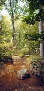 Trees growing in forest