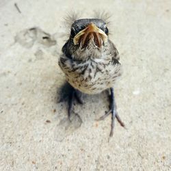 Close-up of bird perching on ground