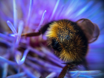 Close-up of honey bee on flower