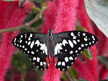 Close-up of butterfly on pink flower