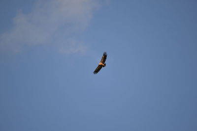 Low angle view of eagle flying against clear blue sky