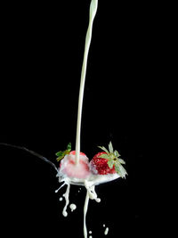 Close-up of red roses against black background