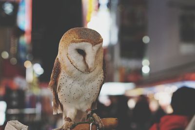 Owl at the city light