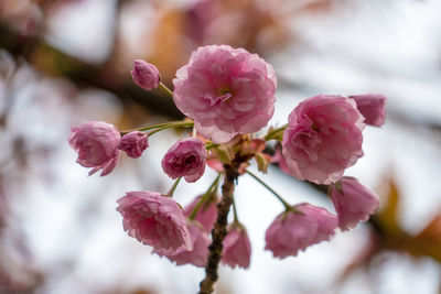 Close-up of pink cherry blossoms