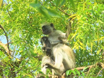 Monkey sitting on a tree