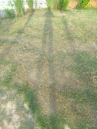 High angle view of grass on field