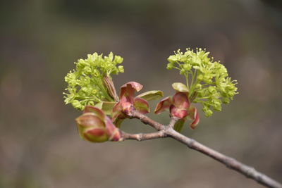 Close-up of flowering plant