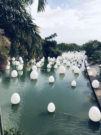 White flowers growing by lake against sky