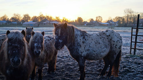 Horses on field against sky during winter