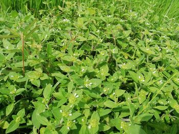 Full frame shot of fresh green plants