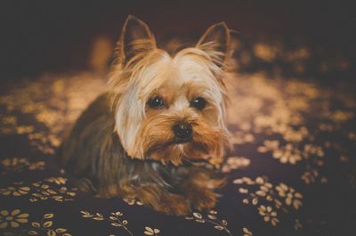 Portrait of dog