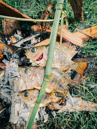 High angle view of fish on ground