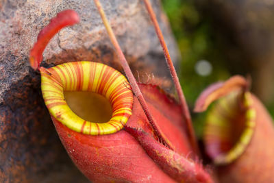 Carnivorous plants naturally in the wild.