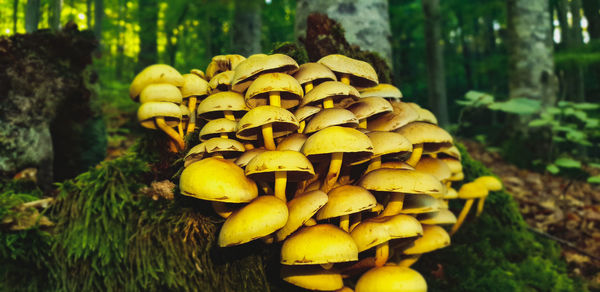 Close-up of mushrooms growing on tree