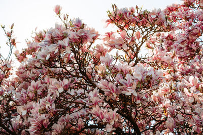 Low angle view of cherry blossoms against sky