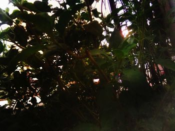 High angle view of flowering plants against trees