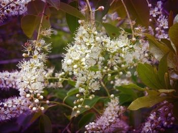 Close-up of fresh flowers blooming in park