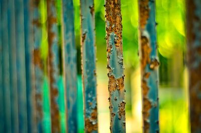 Close-up of multi colored tree trunk