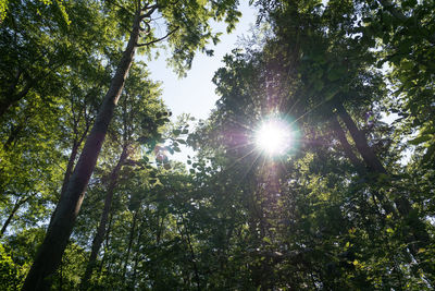 Low angle view of sunlight streaming through trees in forest