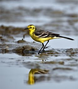 Yellow wagtail