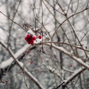 Berries growing during winter