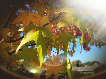 Close-up of yellow leaves on tree