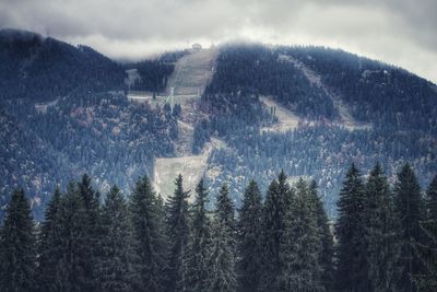 Pine trees in forest against sky