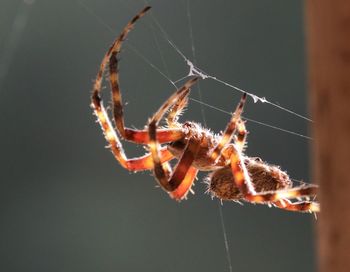 Spider man spinning a web . hairy spiders