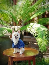 Portrait of dog sitting on plant