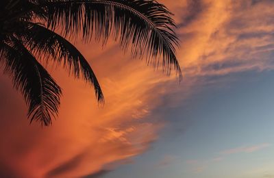 Low angle view of palm tree against sunset sky