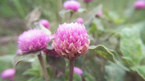 Close-up of pink flowers blooming outdoors