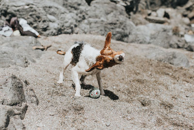 Dog at beach on sunny day