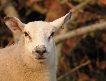 Sheep looking forward 