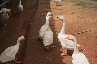 High angle view of geese on land