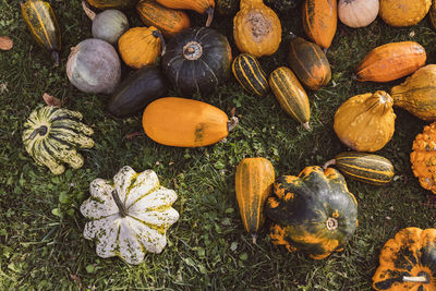 Pumpkins halloween home decor on ground. halloween and thanksgiving decoration for home