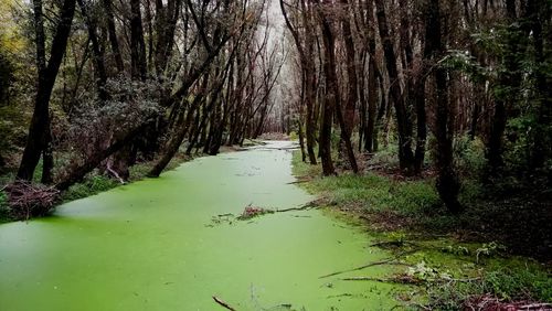 Scenic view of forest