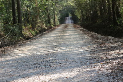 Road amidst trees in forest