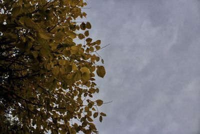 Low angle view of tree against sky