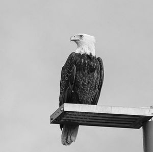 Low angle view of bald eagle perching on wooden post
