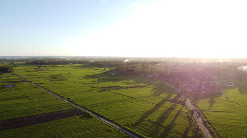 Scenic view of agricultural field against clear sky