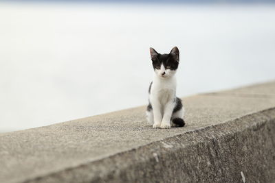 Cat sitting on retaining wall